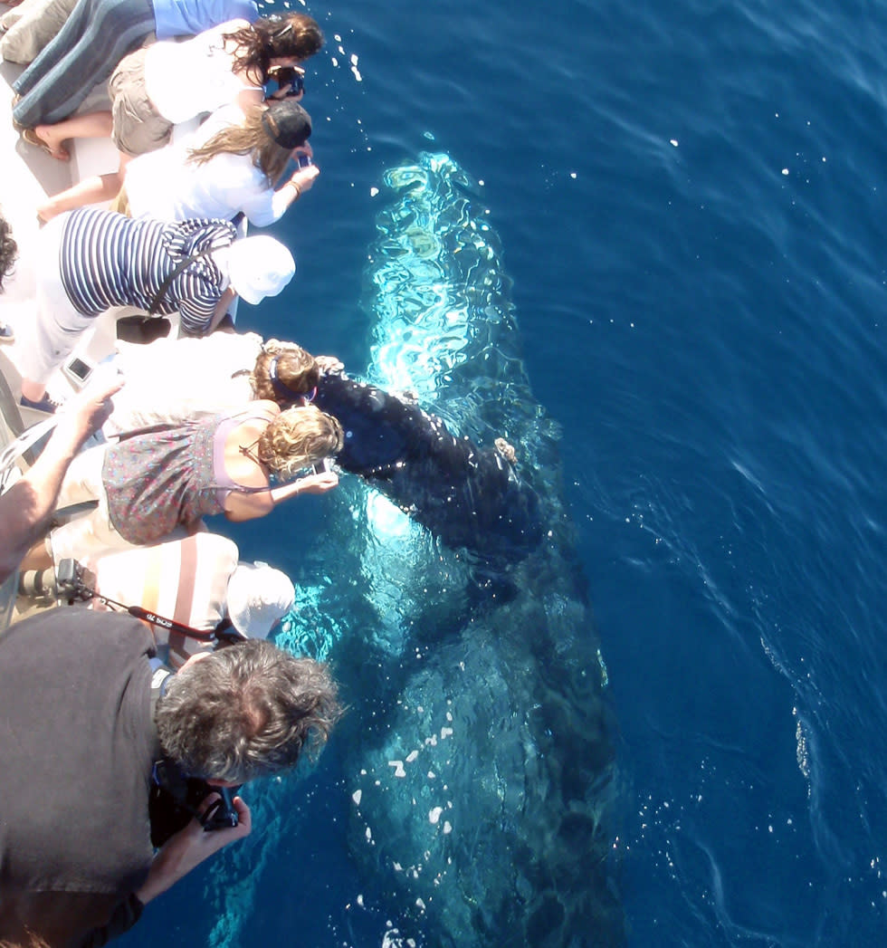Newport Landing Whale Watching Dolphin Cruises