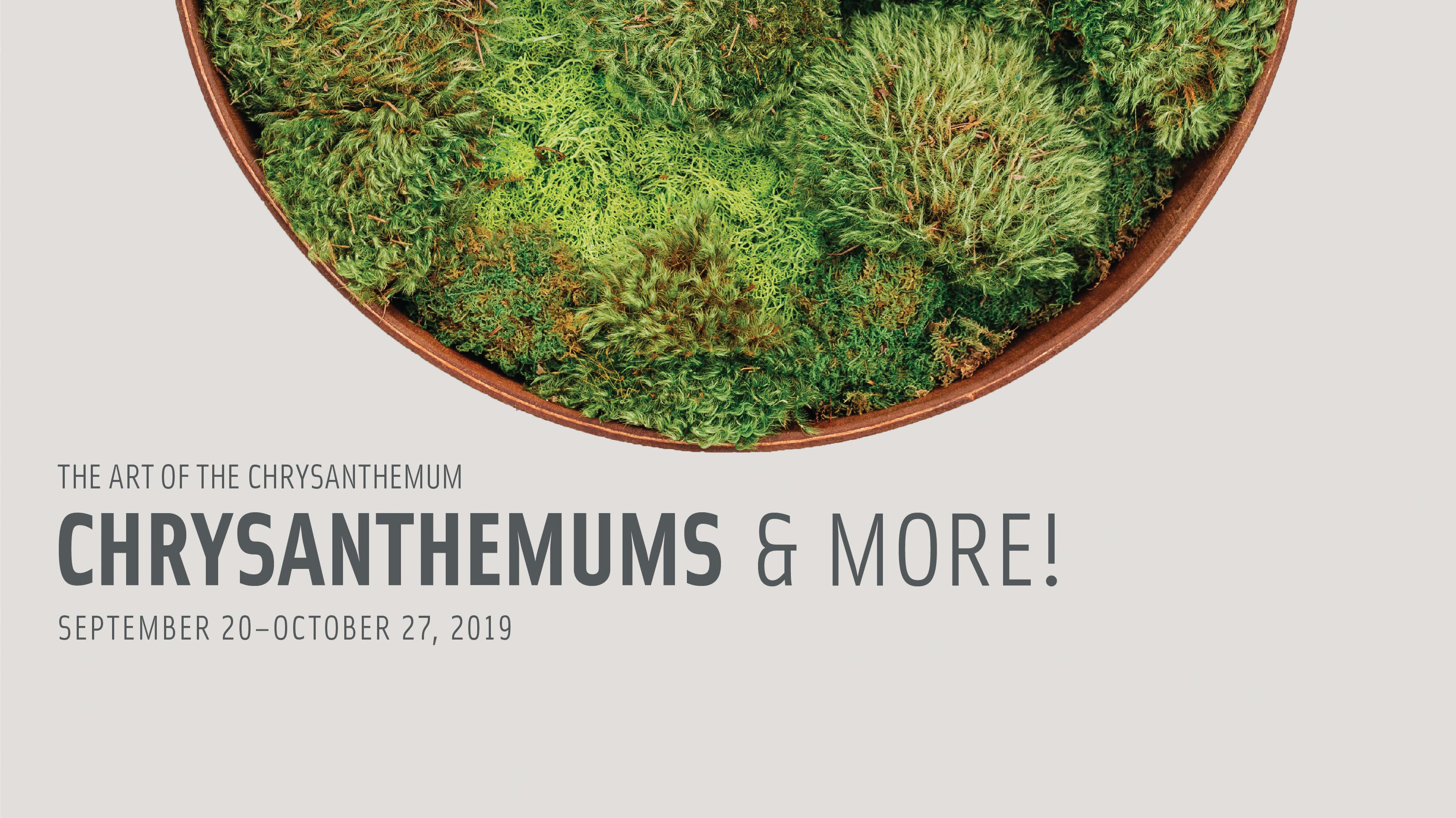 Bonsai Tree Trimming Kentwood Mi - bonsai tree