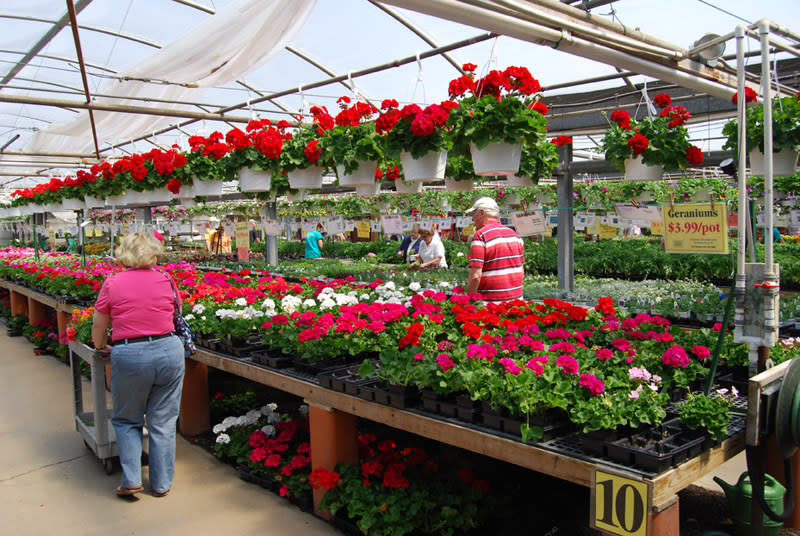 Ashcombe Farm Greenhouses Orted Flowers At Ashcombe Farm And Greenhouses