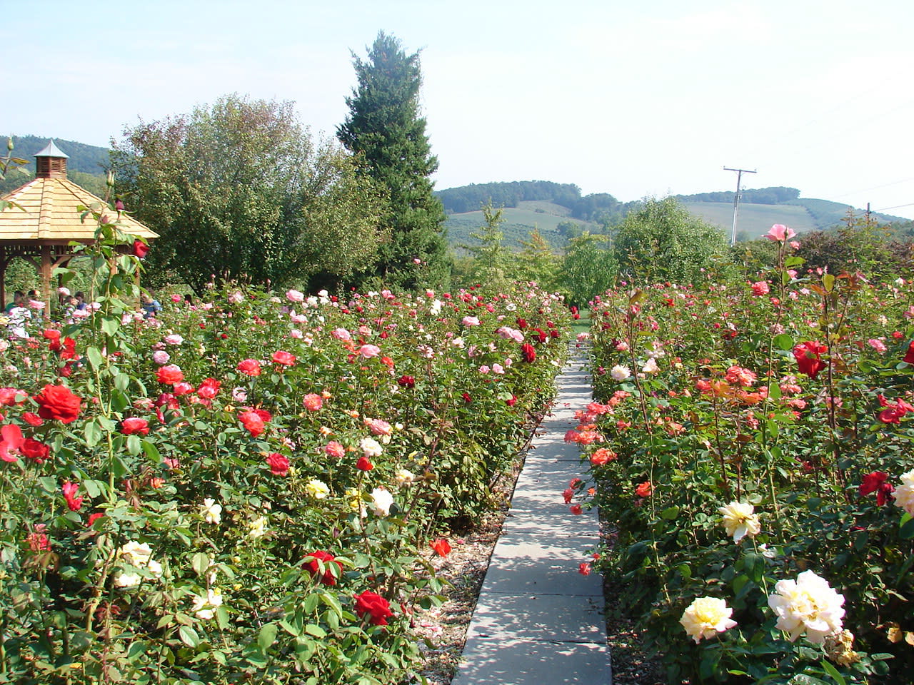 Boyer Nurseries Orchards Inc Boyer Roses