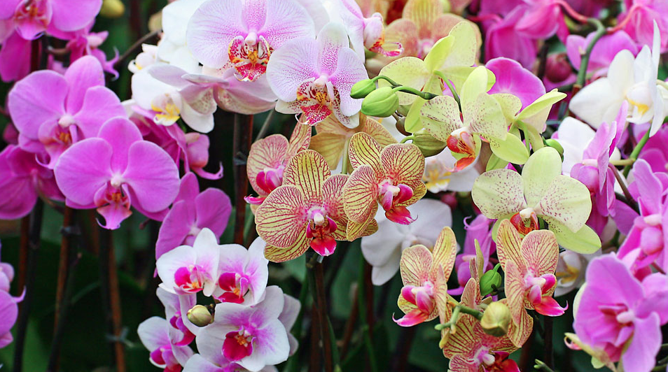 Green Oasis Gardens Eau Claire Wi Green Oasis Gardens