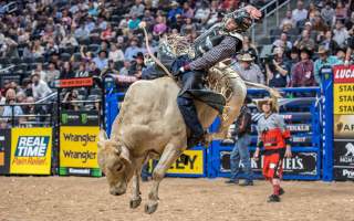 PBR Bull Rider Riding Bull