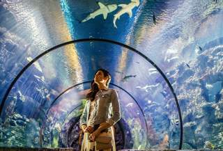 Shark Reef Aquarium at Mandalay Bay