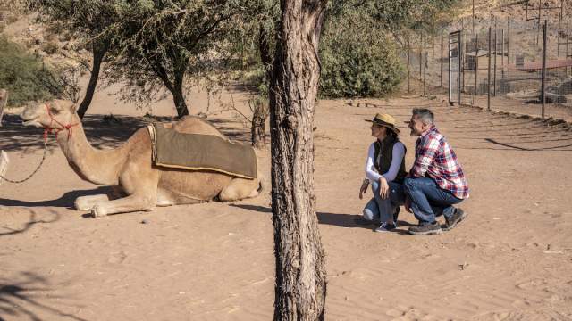 A couple appreciating a camel at the Camel Safari.