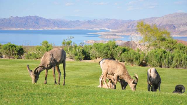 big horn sheep boulder city