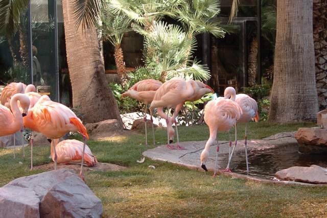 Flamingos