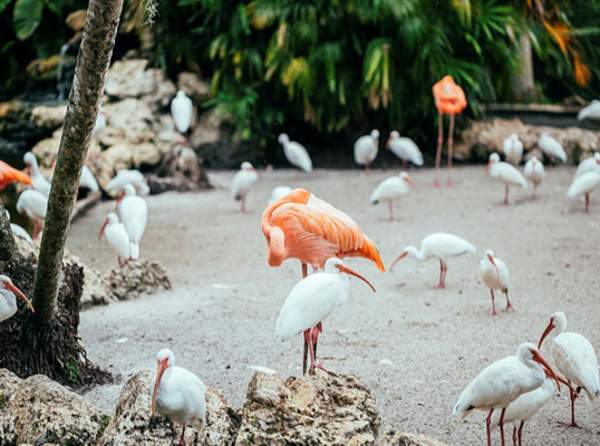 flamingo gardens