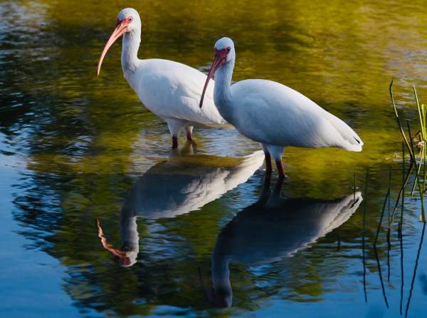 Also known as a Curlew, these two white Ibis birds wade into the water at Lazy Lake in Florida