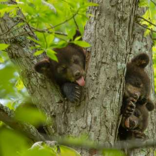 Bear Cubs in Tree