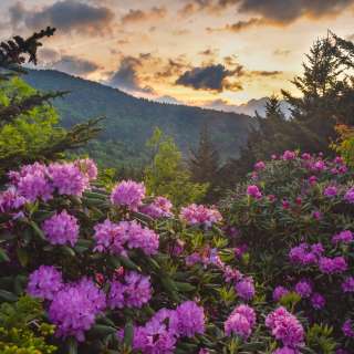Rhododendron Blooms