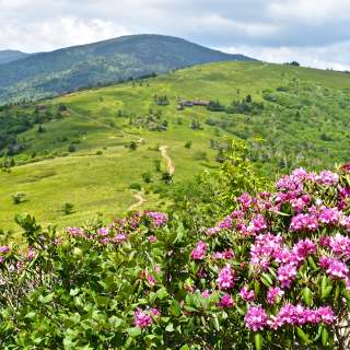 Roan Mountain