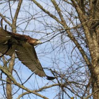 Falconry