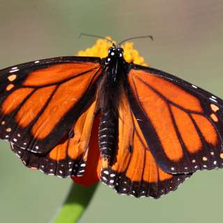 Monarch - Hop 'n Blueberry Farm