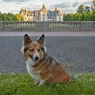 Video Thumbnail - youtube - Sammy Visits Asheville - A Day in Dog-Friendly Asheville, North Carolina