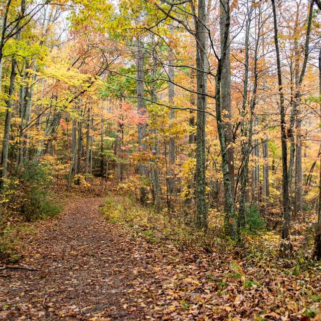 Easy Hiking Trails in Asheville | Outdoor Activities | Asheville, NC's ...