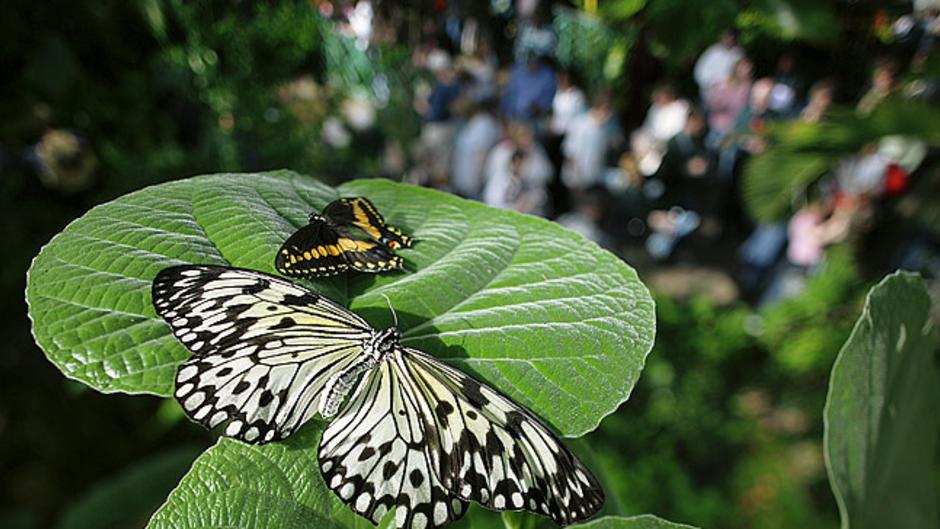 Frederik Meijer Gardens & Sculpture Park's Butterflies are Blooming is a beloved annual exhibition.