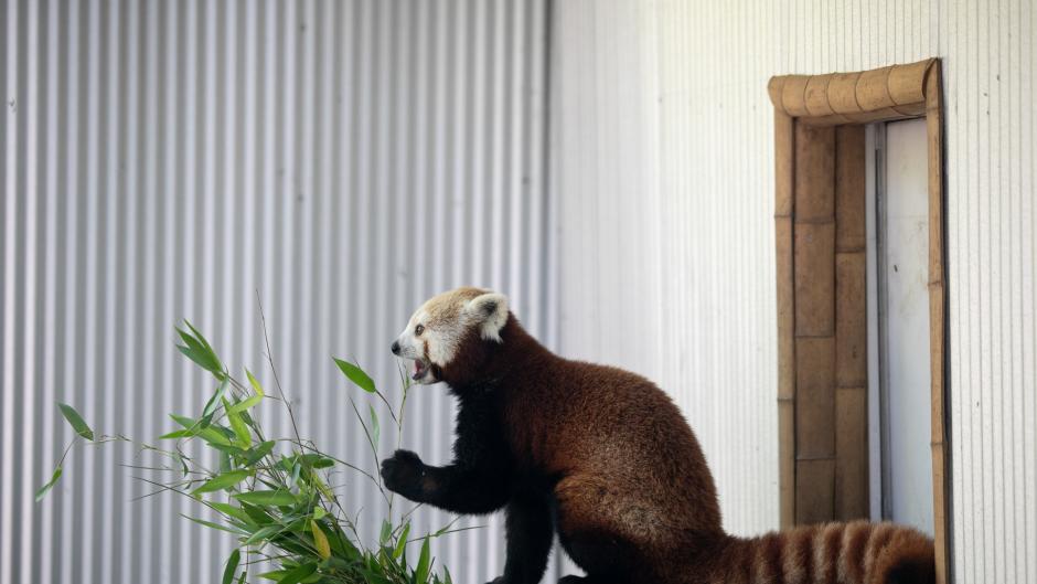 Red panda eating at John Ball Zoo