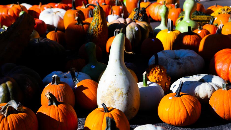 Pumpkins and Gourds at Grand Rapids Farmers Market