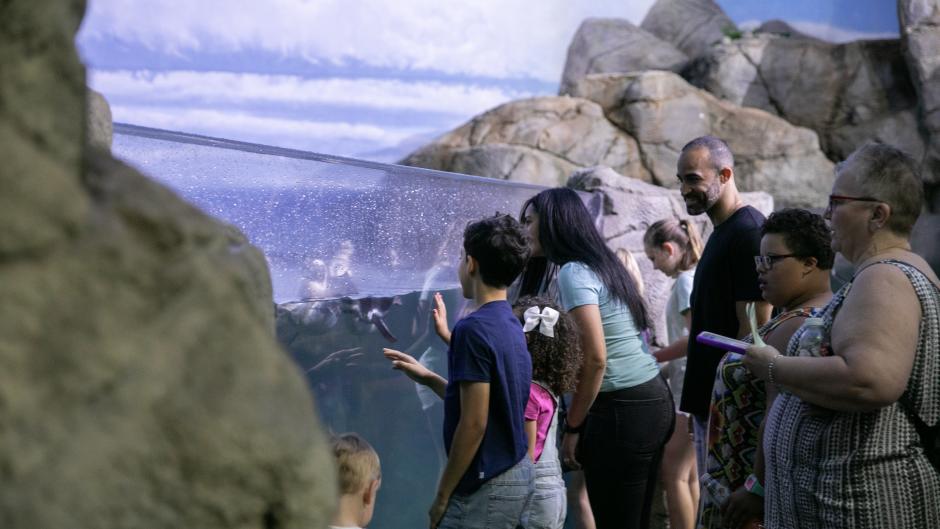 A group of people looking at the penguin exhibit.