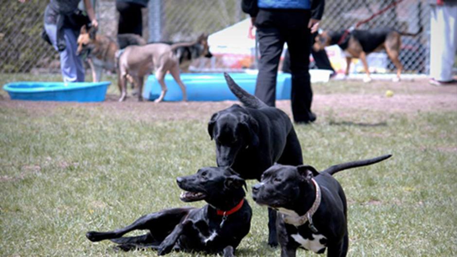 Three Black Dogs Playing