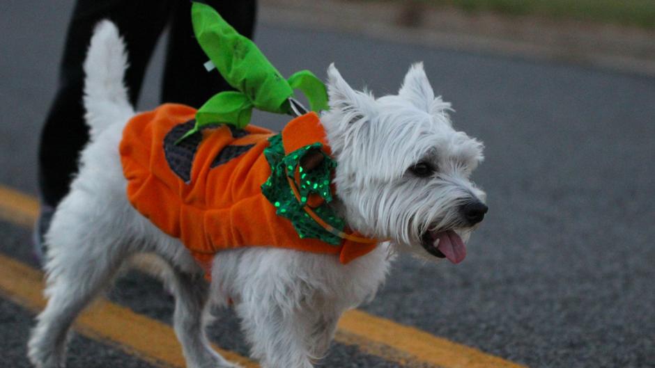 The Bark in the Dark race has gone to the dogs!