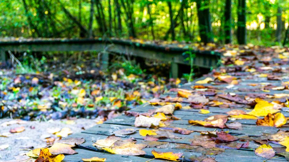 A raised, wood trail at Blandford Nature Center.