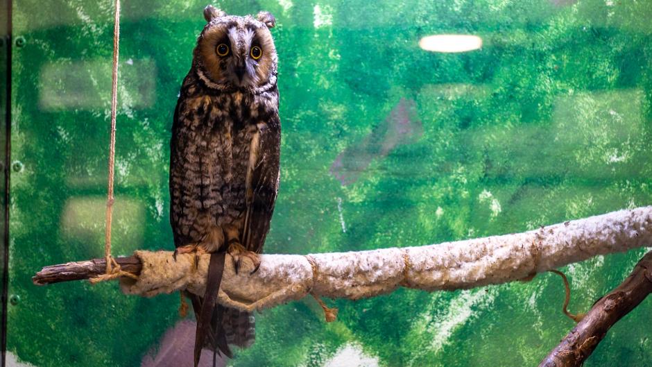 An owl perched in an enclosure at Blandford Nature Center.