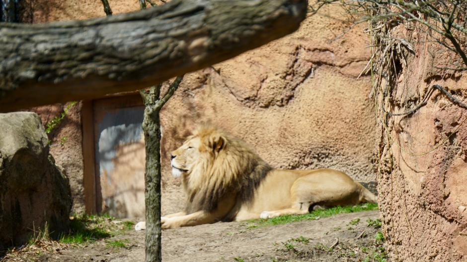 Lion basking in the sun at John Ball Zoo in Grand Rapids