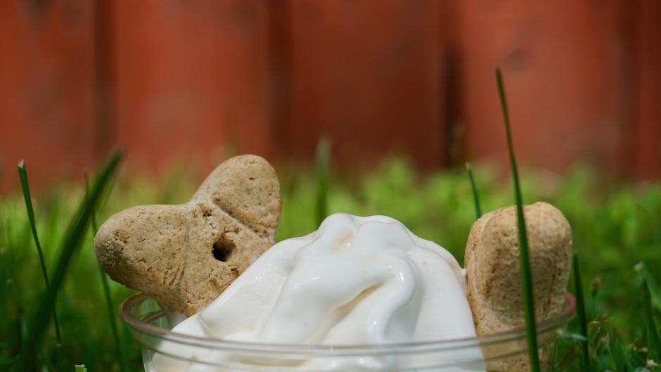 Many local ice cream shops offer dog-friendly treats too!