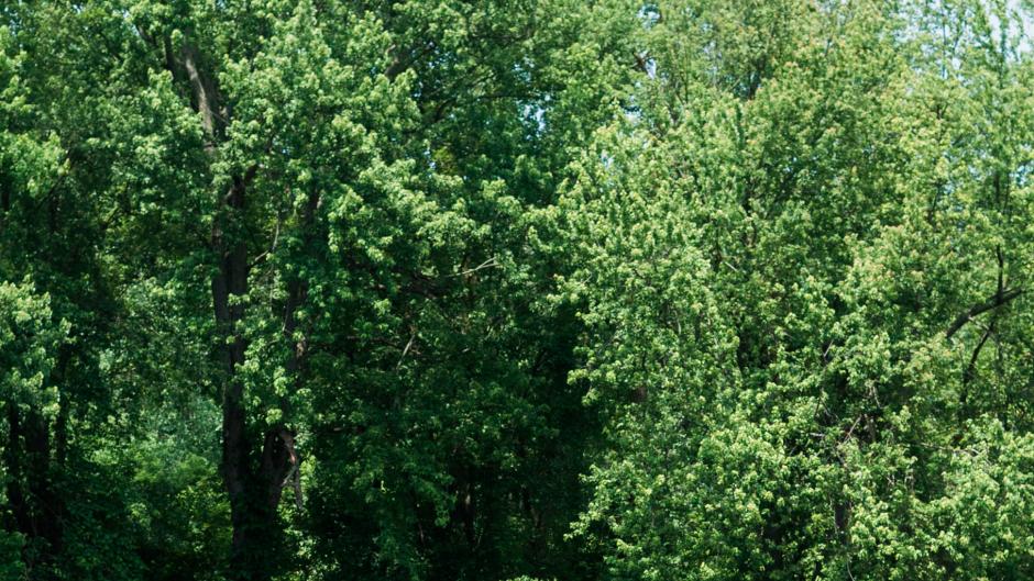 There are plenty of canoe rental companies in Kent County and West Michigan.