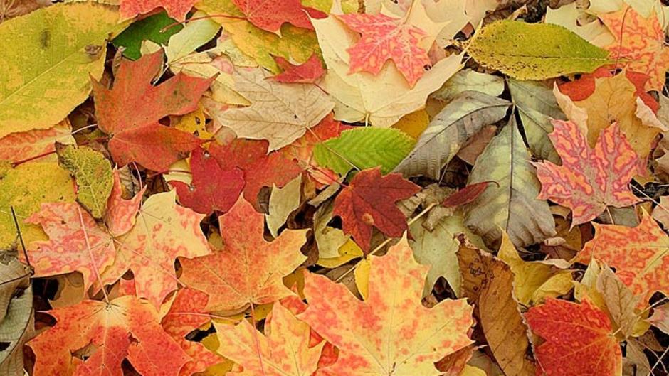 Fall at Frederick Meijer Gardens