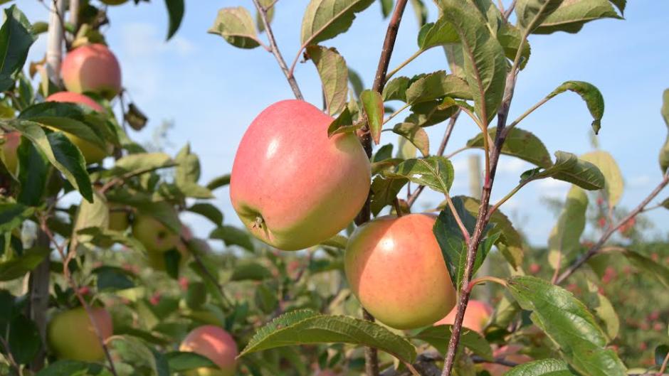 Fact: Fruit Ridge Hayrides is located in one of the state's largest fruit growing regions.