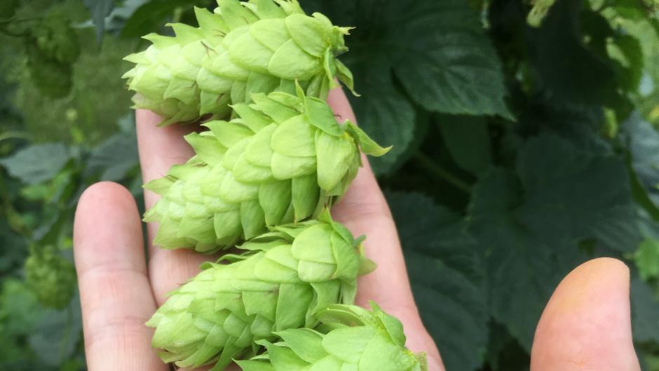 Hop cones courtesy of Hopyards of Kent.