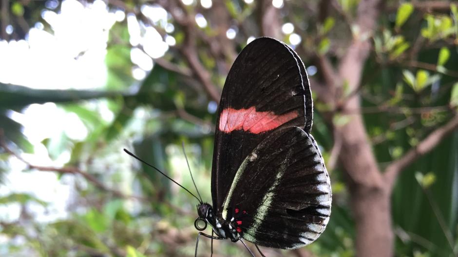 A butterfly perches on a leaf in the Tropical Conservatory at Frederik Meijer Gardens & Sculpture Park.