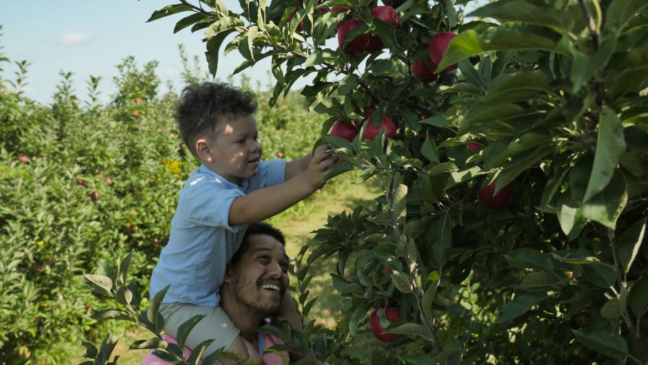 Apple picking at Bloks Orchard