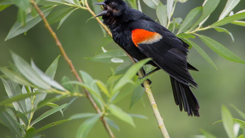 Red-winged Blackbird singing at Waterfront Park at Reeds Lake.