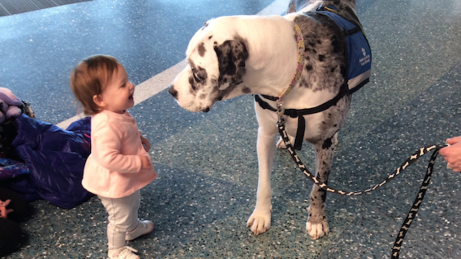 Airport Therapy Dog