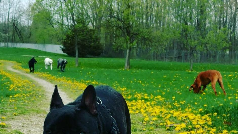 Fact: Memberships are required to take your dog to Shaggy Pines Dog Park.