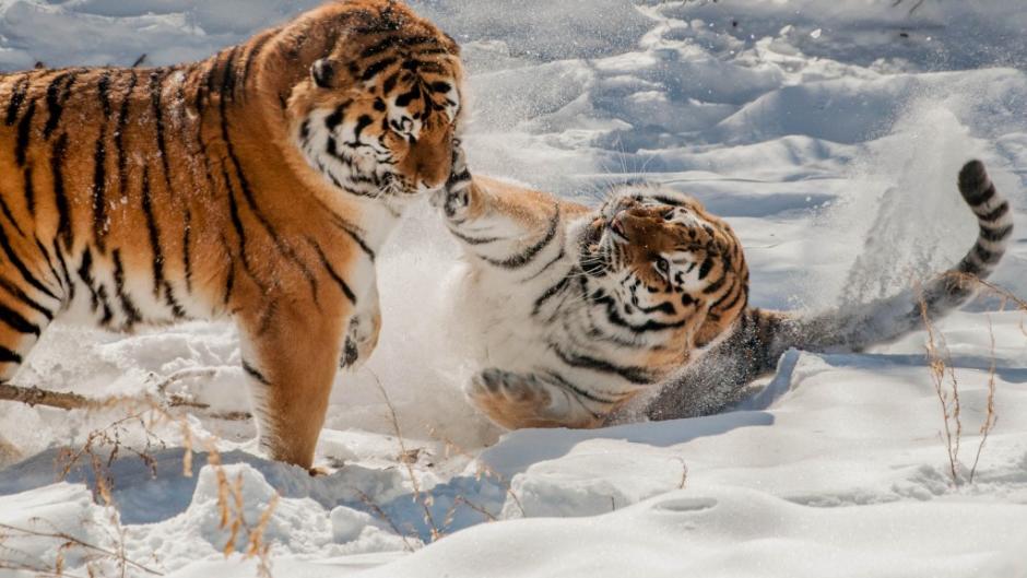 John Ball Zoo Tigers