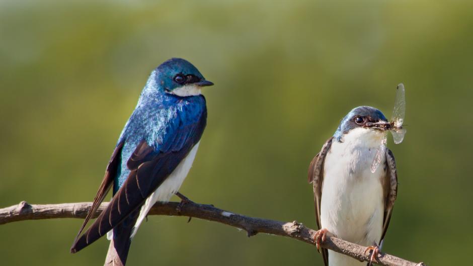 Tree Swallows perching on a branch at Millennium Park.