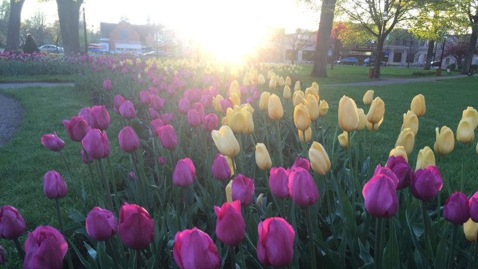 Tulips at the 90th annual Tulip Time