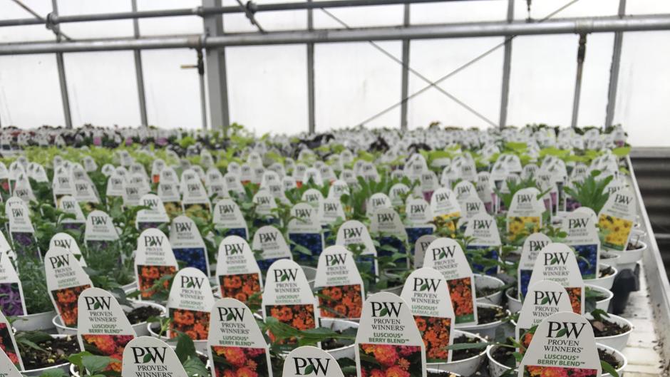 Gardener S Guide To 5 Grand Rapids Greenhouses And Markets