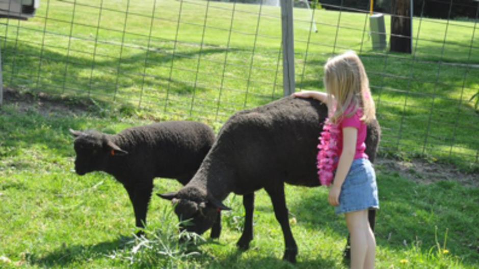 Critter Barn