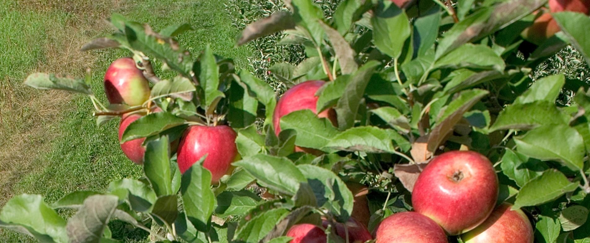 Grand Rapids alone is home to three different cideries, with even more in the greater area.