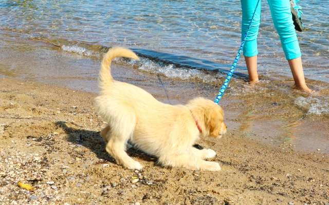 Pet Friendly Travel Traverse City Mi Ing By The Water