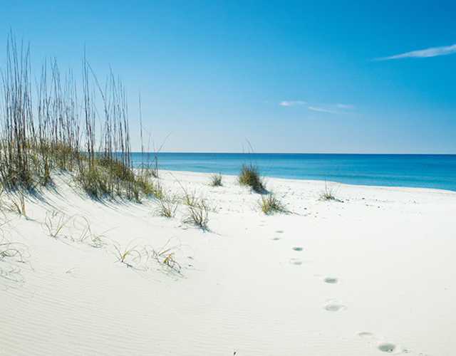 Shell Island Panama City Beach Parks Nature History Shell Island