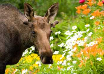 Moose wildlife viewing
