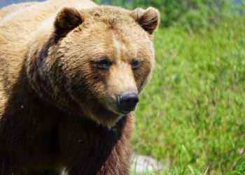 A brown bear lumbers through tall grass