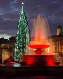 Christmas tree at Trafalgar Square at night in London