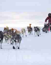 A person is riding a dog sledge during winter in Finnmark, Northern Norway